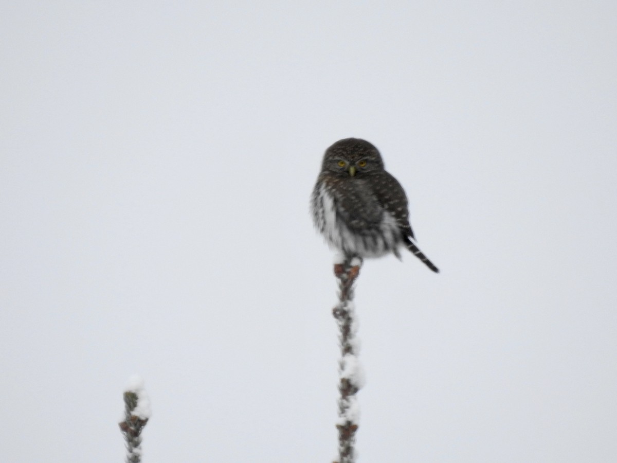 Northern Pygmy-Owl - Cathy Antoniazzi