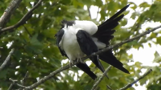 Swallow-tailed Kite - ML192701651