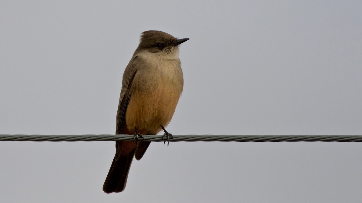 Say's Phoebe - ML192703841