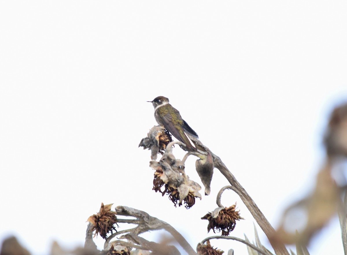 Green-bearded Helmetcrest - ML192704131