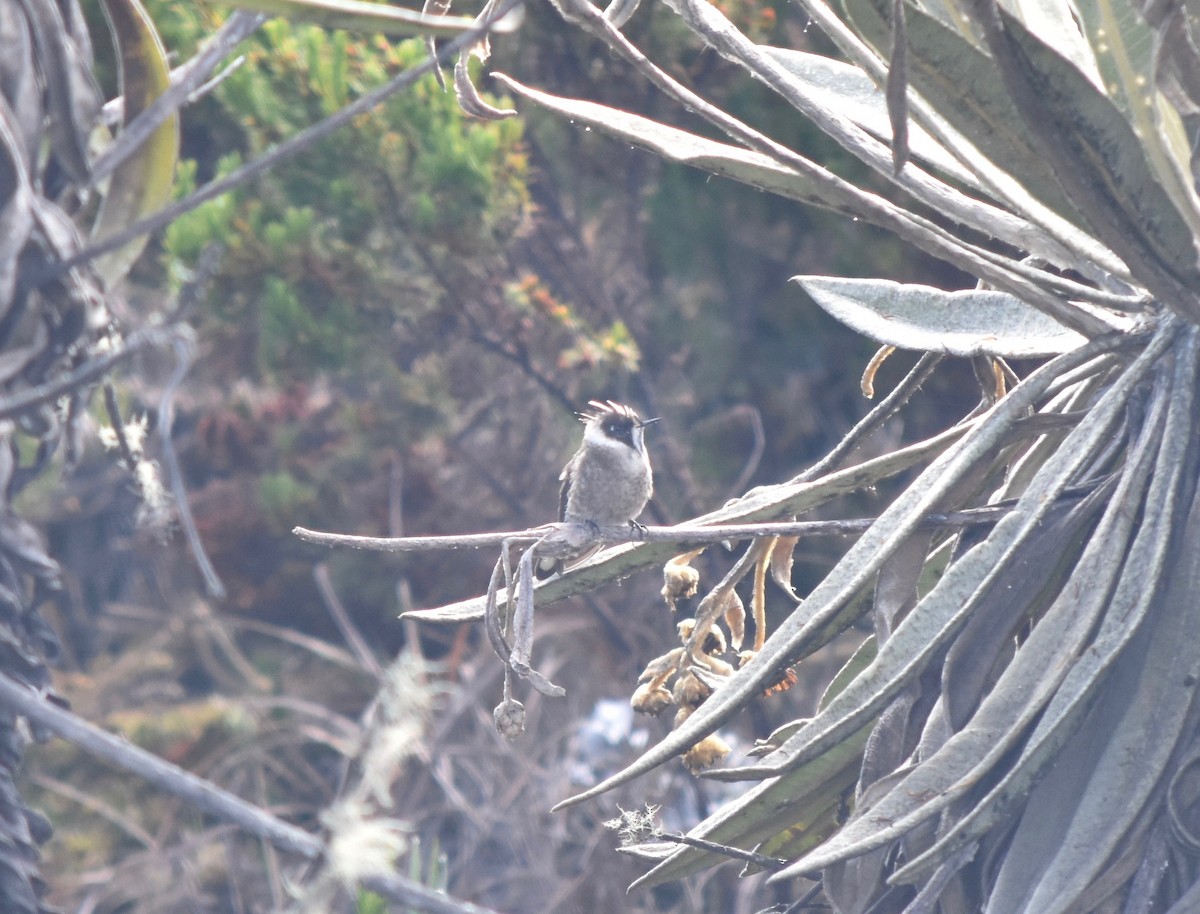 Green-bearded Helmetcrest - ML192704171