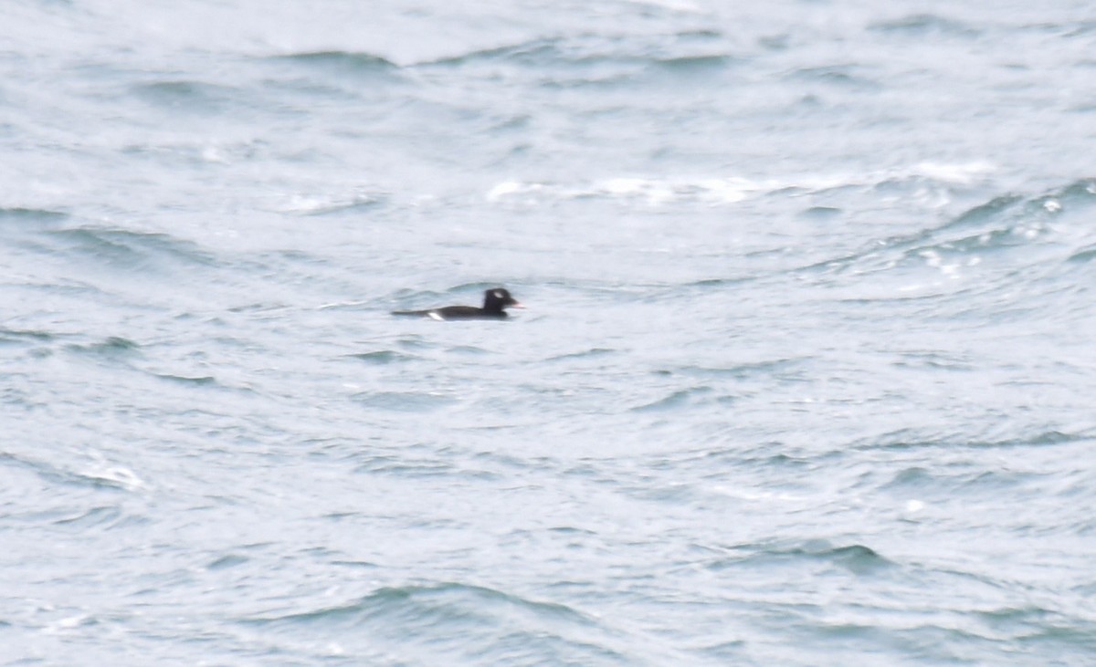 White-winged Scoter - Kathy Marche