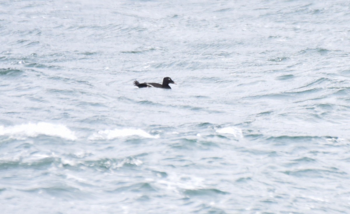 White-winged Scoter - Kathy Marche