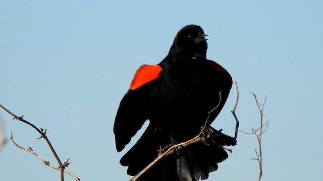 Red-winged Blackbird - ML192704991