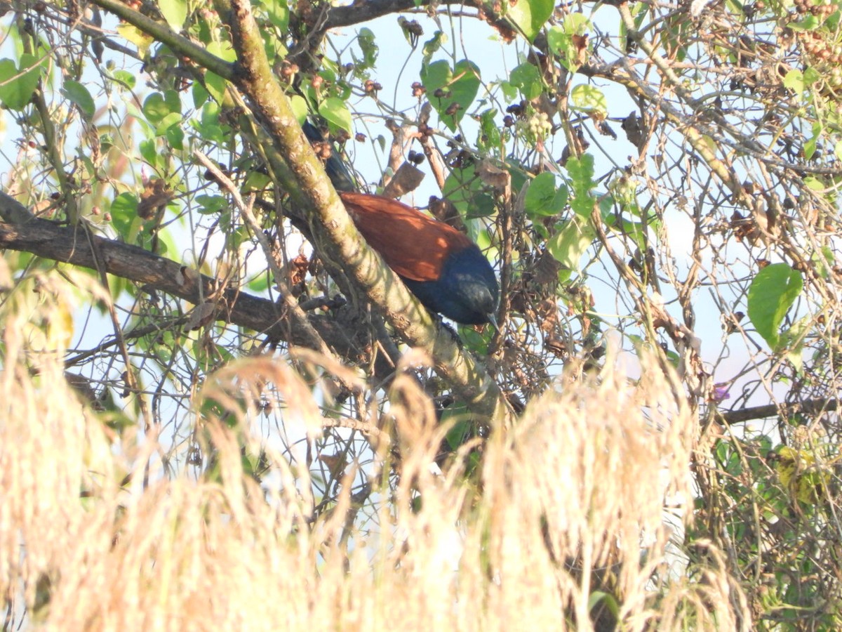 Grand Coucal - ML192705331