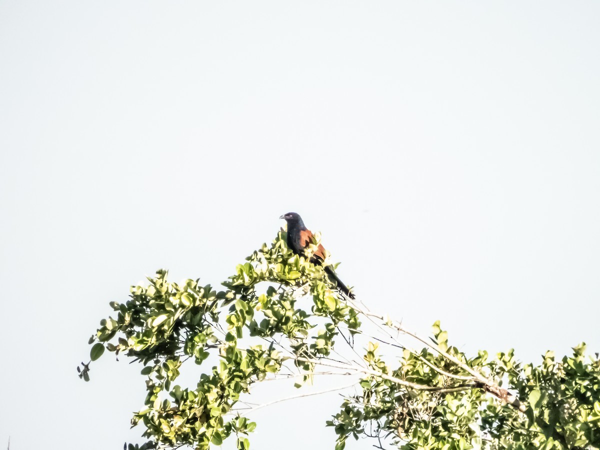 Greater Coucal - ML192708351