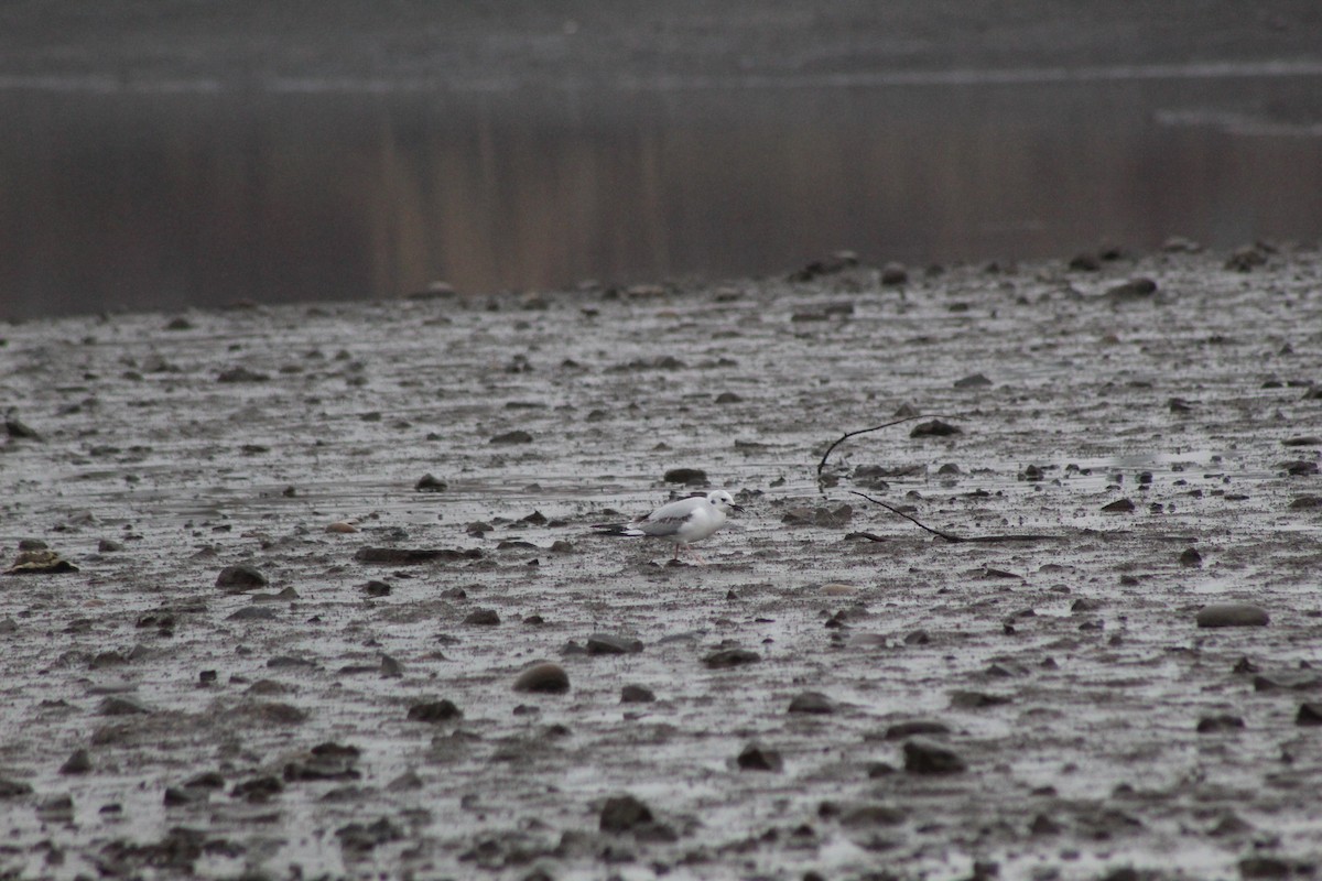 Bonaparte's Gull - ML192709471