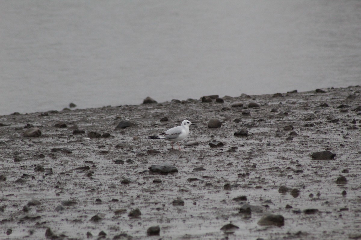 Bonaparte's Gull - ML192709481