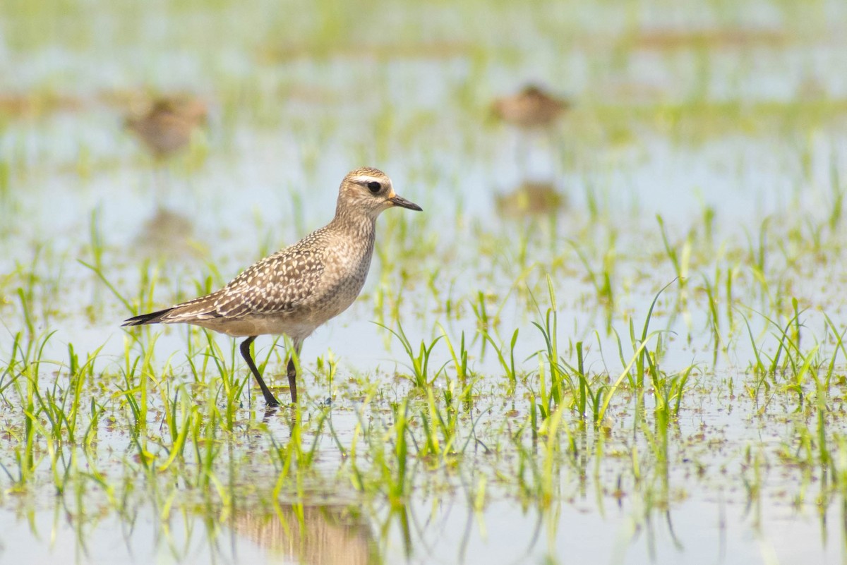 American Golden-Plover - Leandro Bareiro Guiñazú