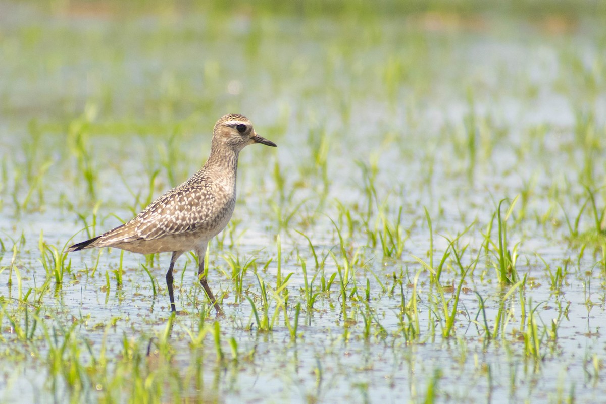 American Golden-Plover - ML192711881