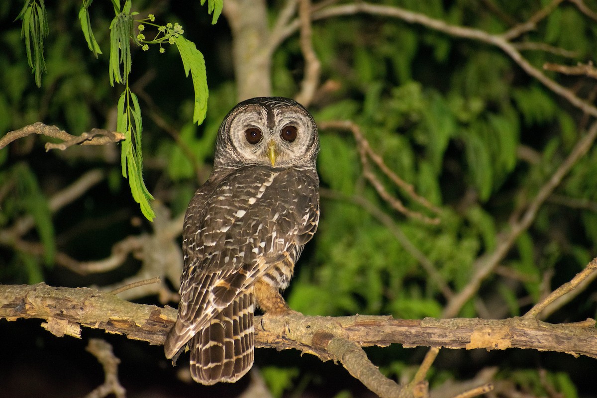 Chaco Owl - Leandro Bareiro Guiñazú