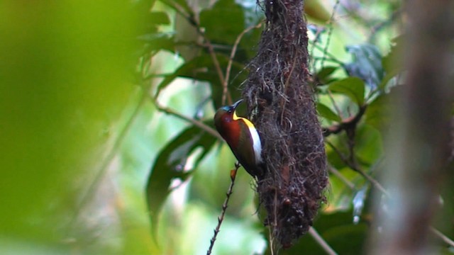 Handsome Sunbird - ML192714261