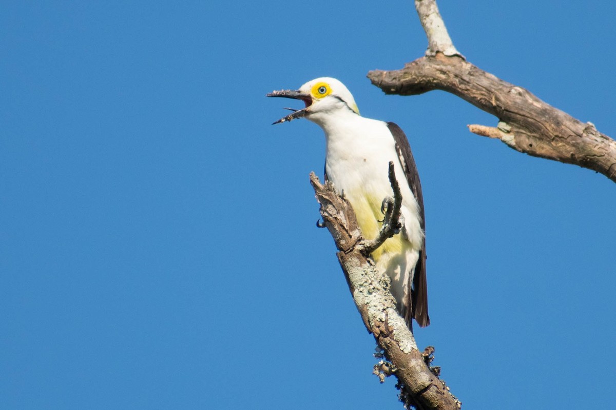 White Woodpecker - ML192715191