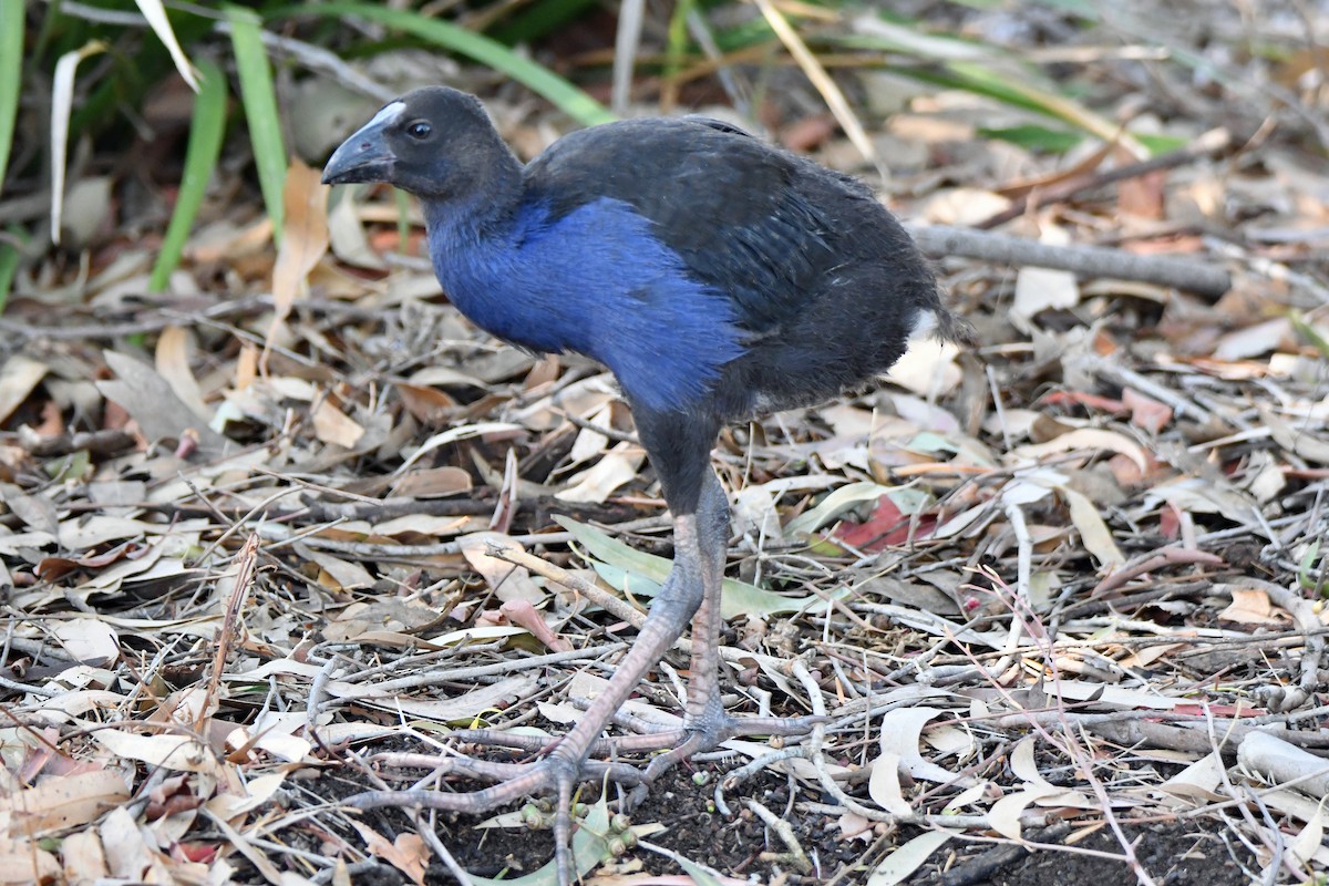 Australasian Swamphen - ML192715511