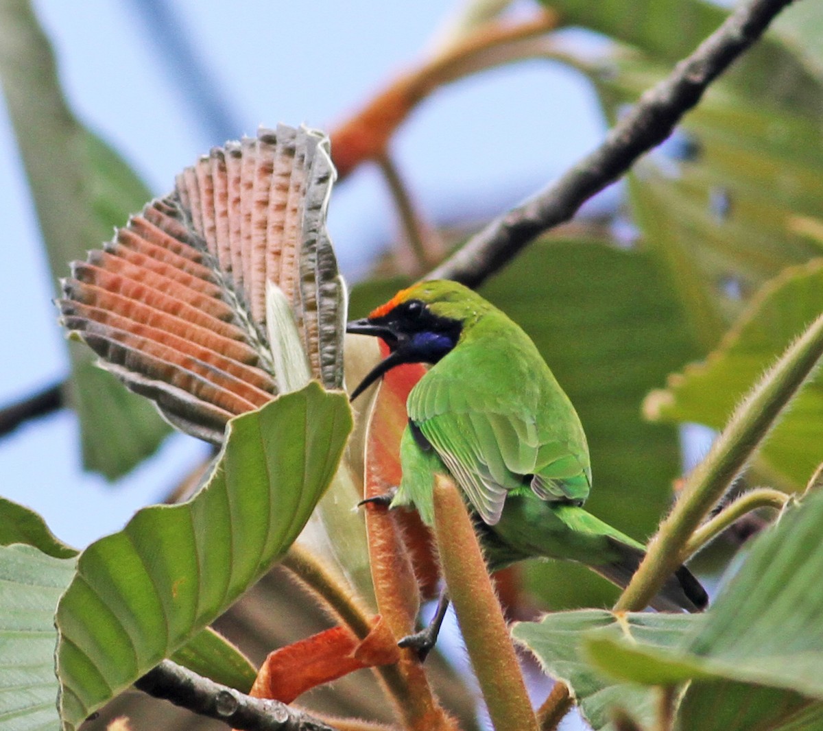 Golden-fronted Leafbird - ML192715831