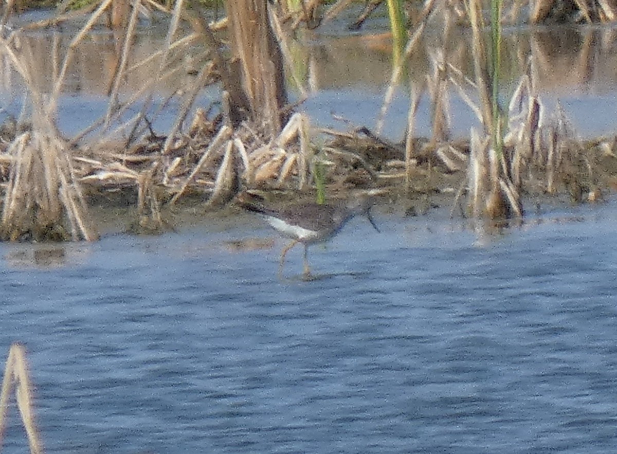 Greater Yellowlegs - Ned Wallace & Janet Rogers