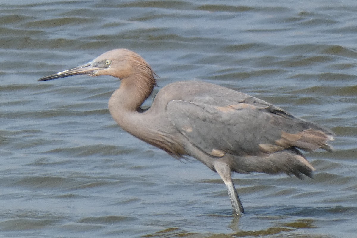 Reddish Egret - Ned Wallace & Janet Rogers