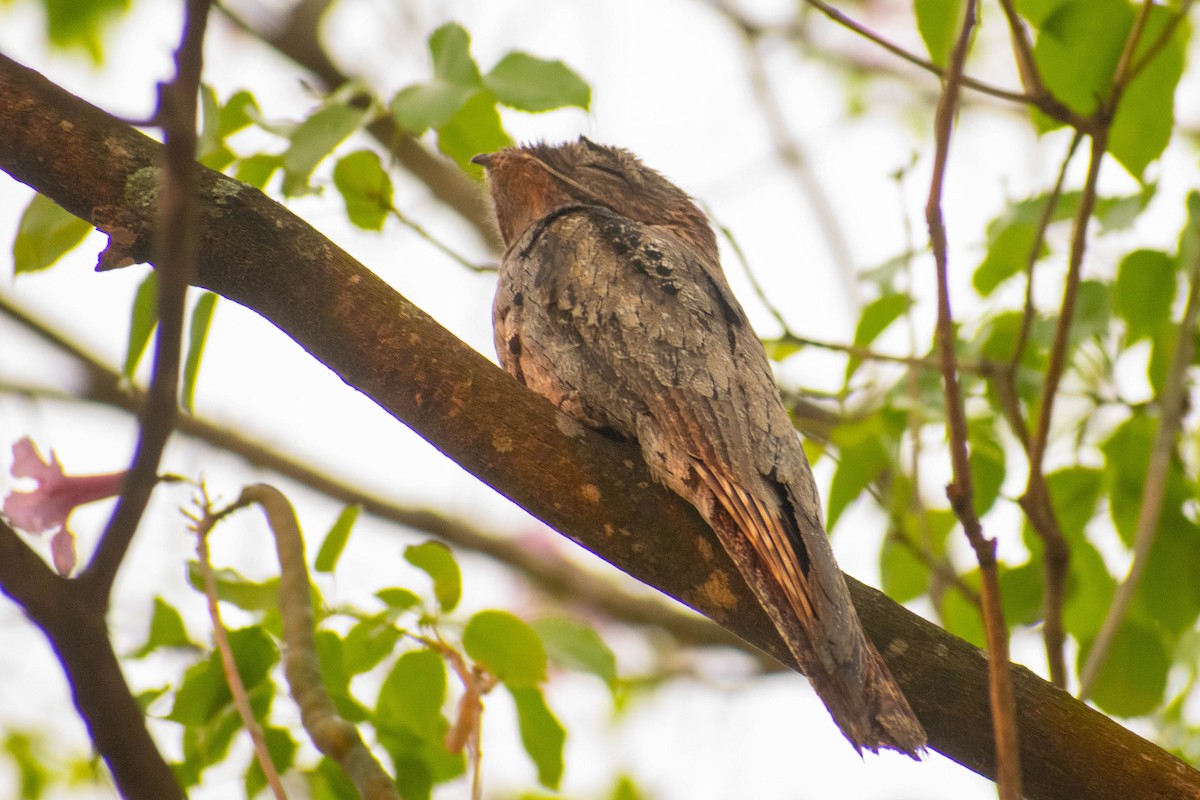 Common Potoo - Leandro Bareiro Guiñazú