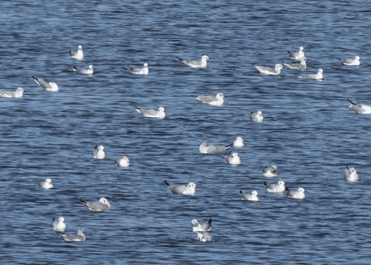 Bonaparte's Gull - ML192716581