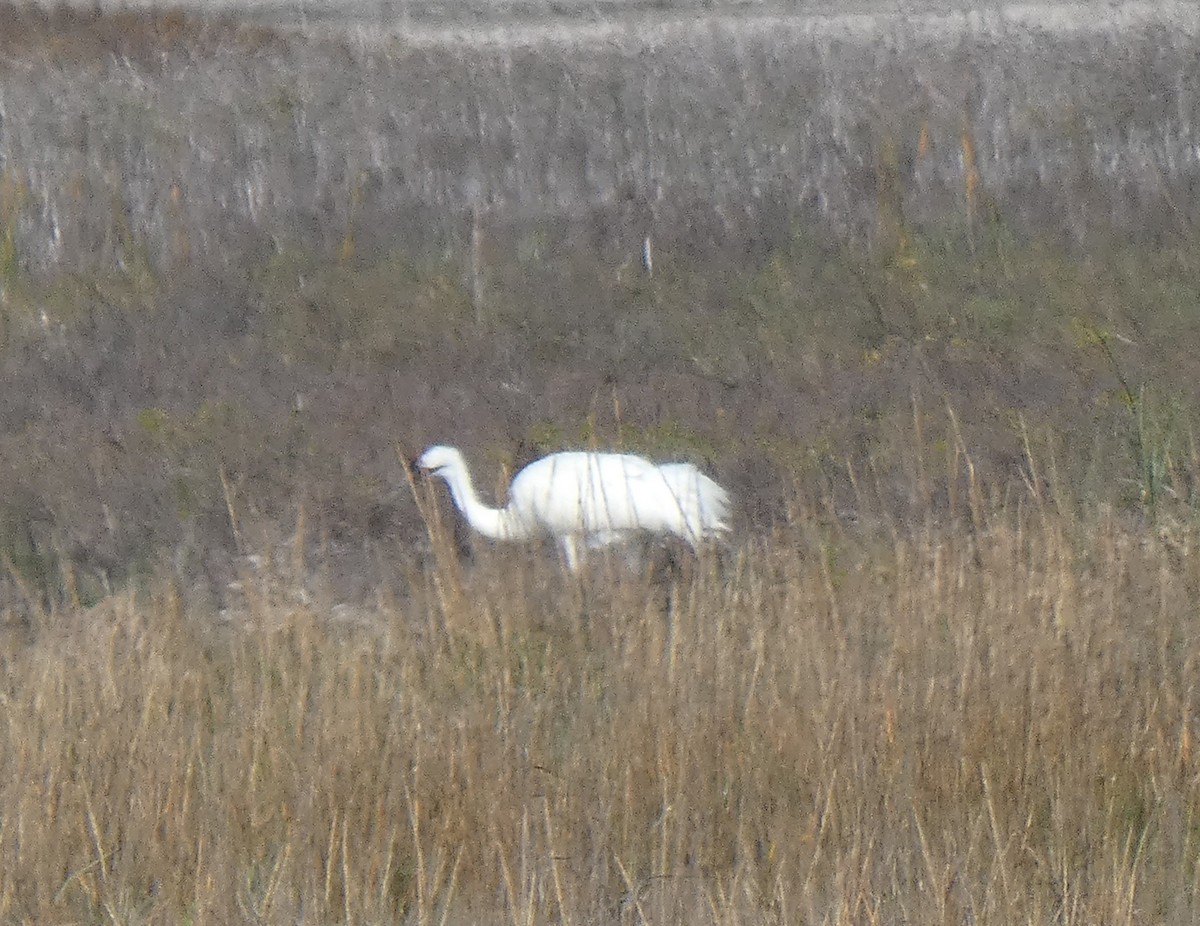 Whooping Crane - Ned Wallace & Janet Rogers