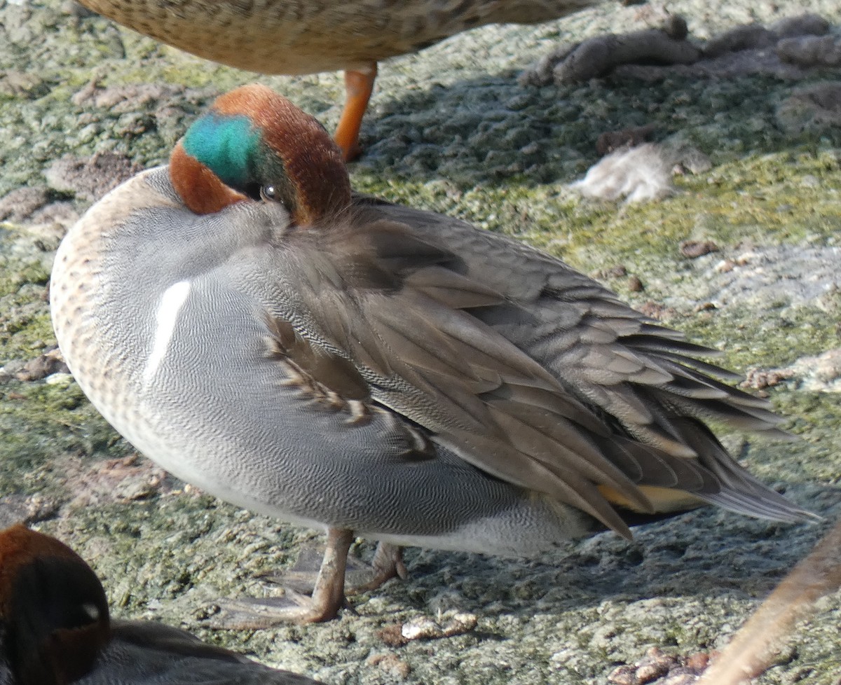 Green-winged Teal - Ned Wallace & Janet Rogers