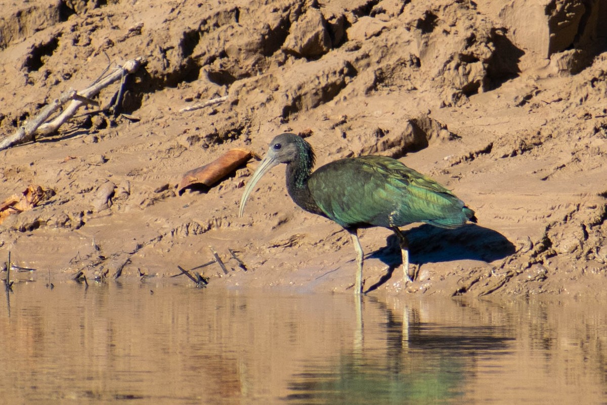 ibis zelený - ML192717191