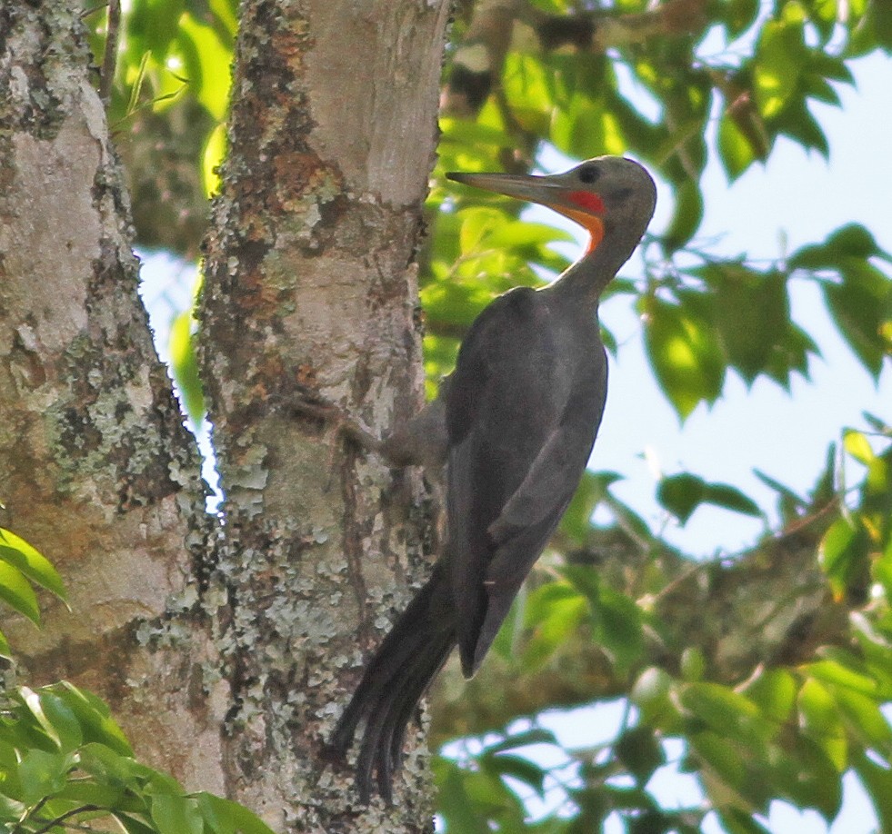 Great Slaty Woodpecker - ML192721181