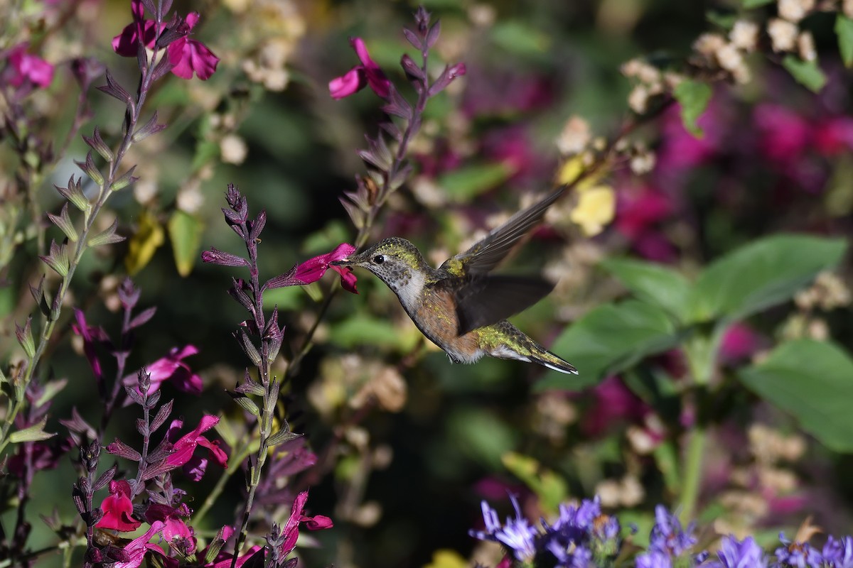 Broad-tailed Hummingbird - terence zahner