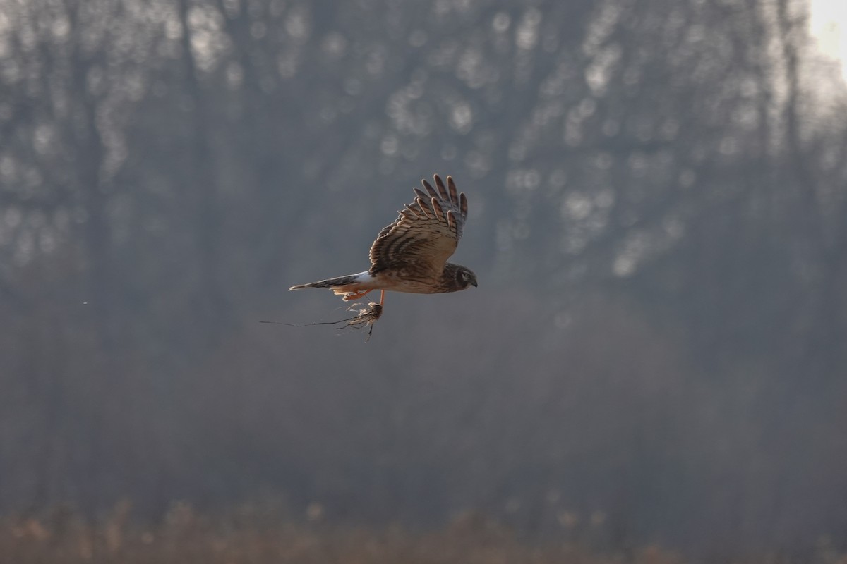 Northern Harrier - ML192721641