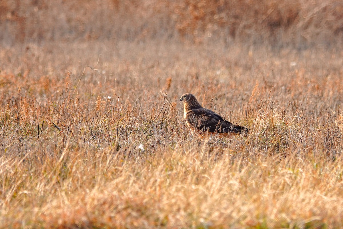 Northern Harrier - ML192721651