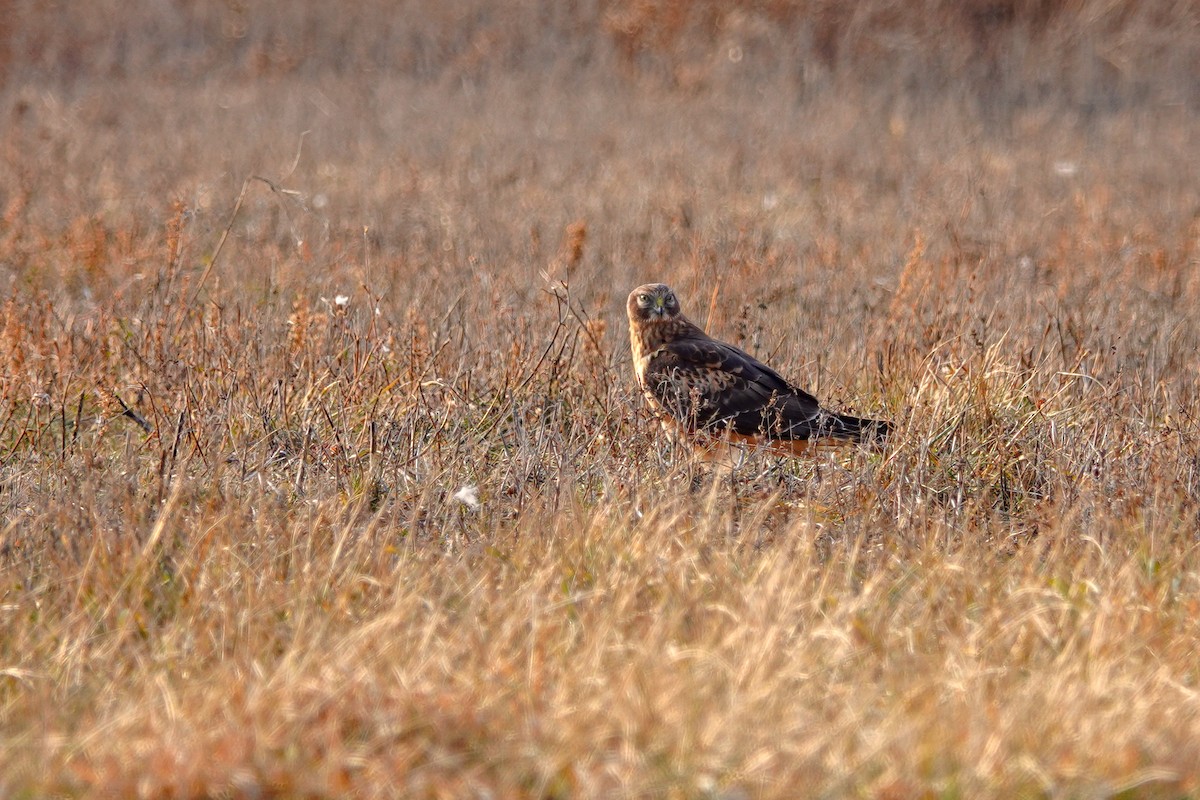 Northern Harrier - ML192721661