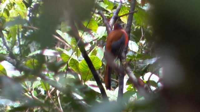 Trogon des Philippines - ML192723171