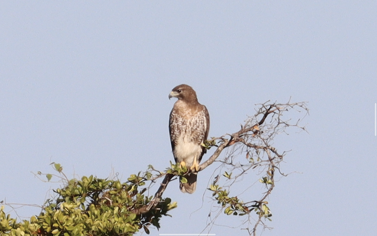 Red-tailed Hawk - ML192725081