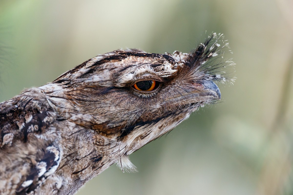 Tawny Frogmouth - ML192727681