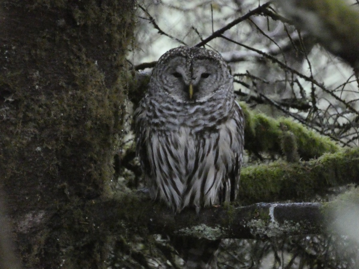 Barred Owl - Ben Davis