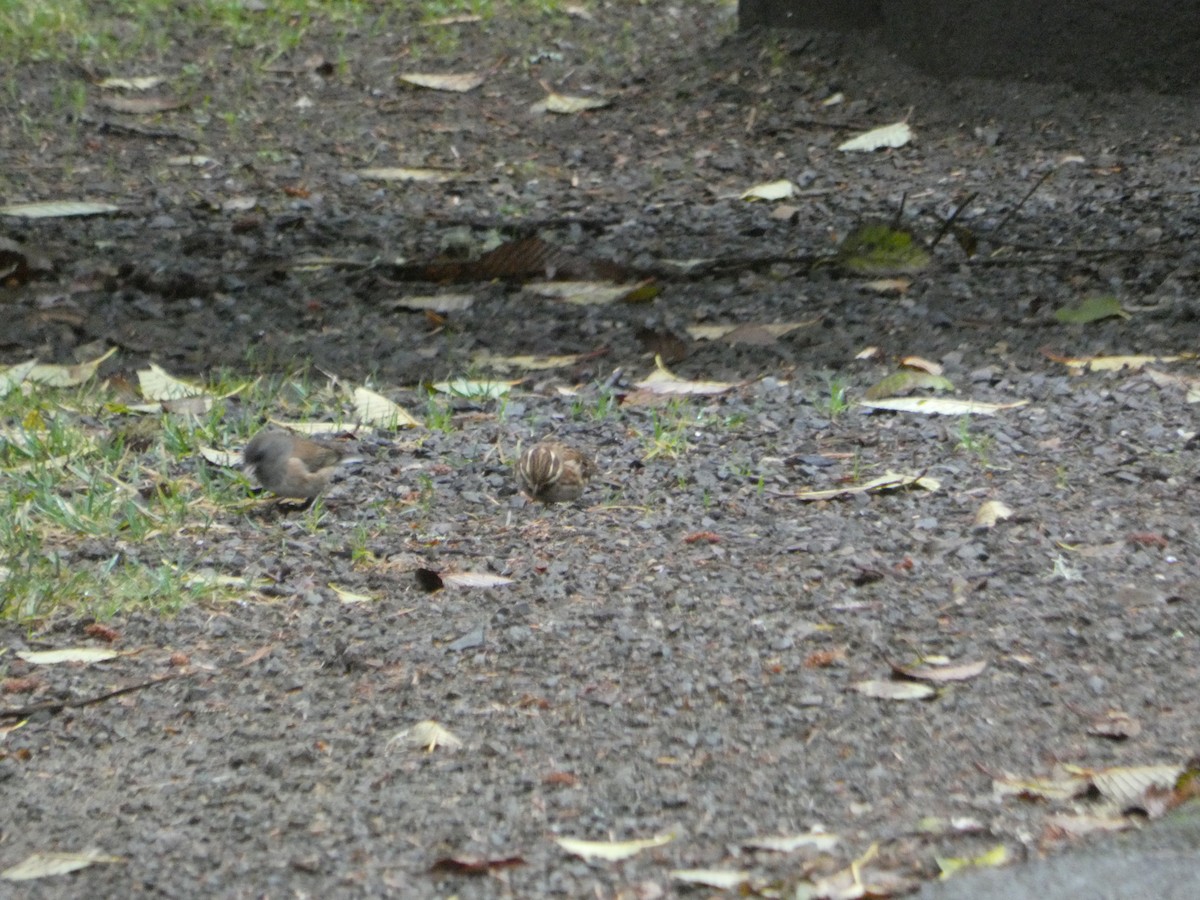 Rustic Bunting - ML192728731