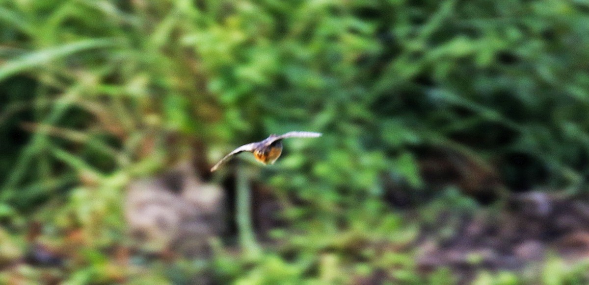 Barred Buttonquail - ML192729001