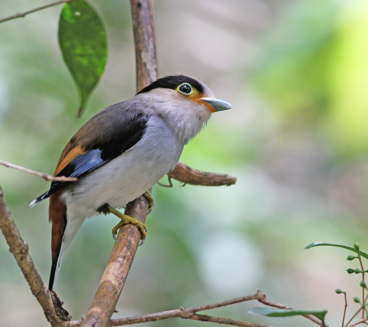 Silver-breasted Broadbill - Mark  Hogarth