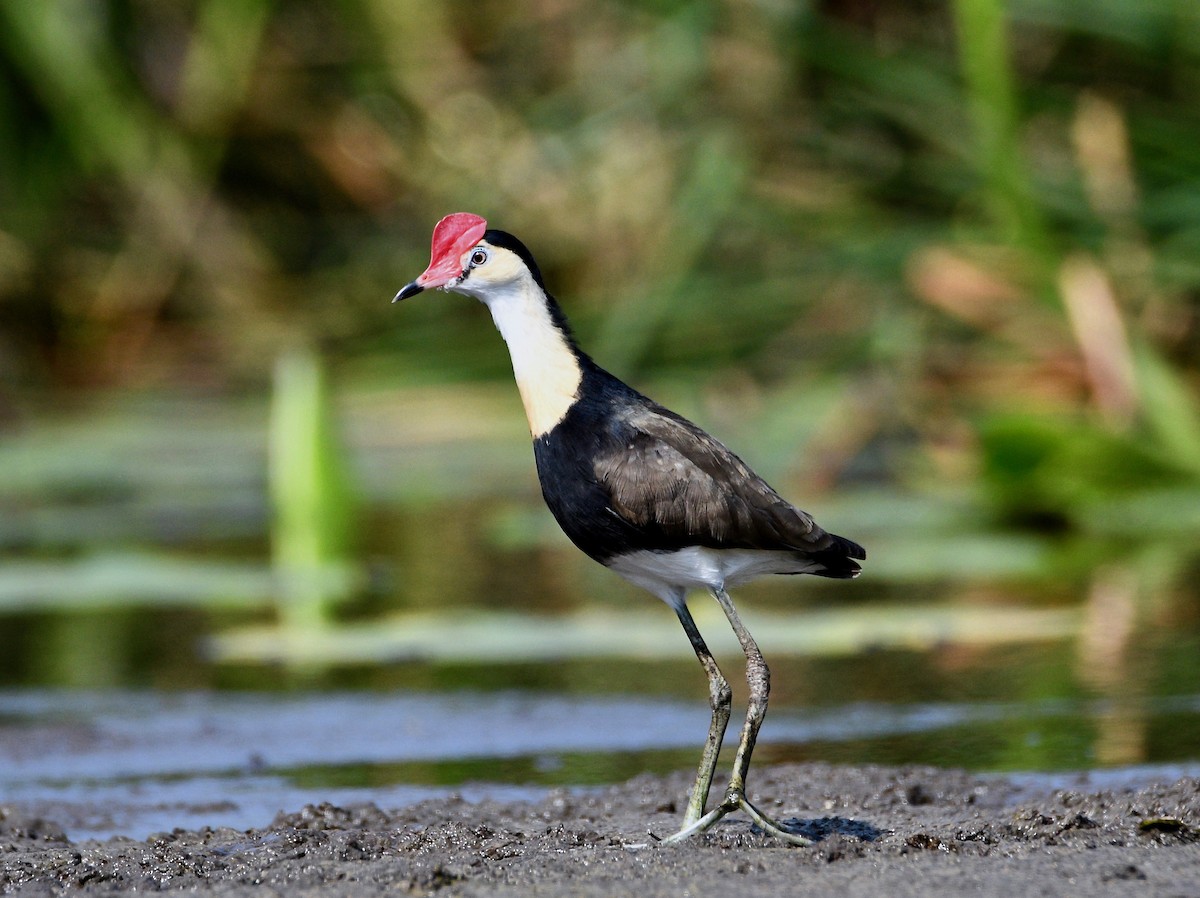 Comb-crested Jacana - ML192734361