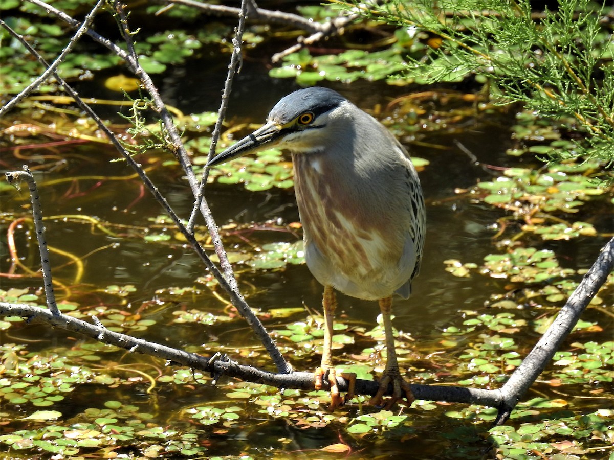 Striated Heron - ML192735411