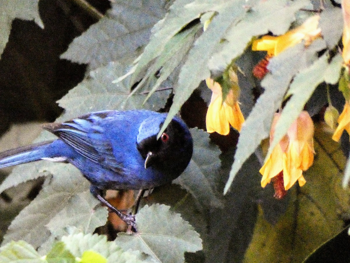 Masked Flowerpiercer - ML192735691