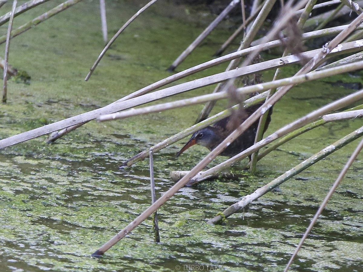 Virginia Rail - ML192735851