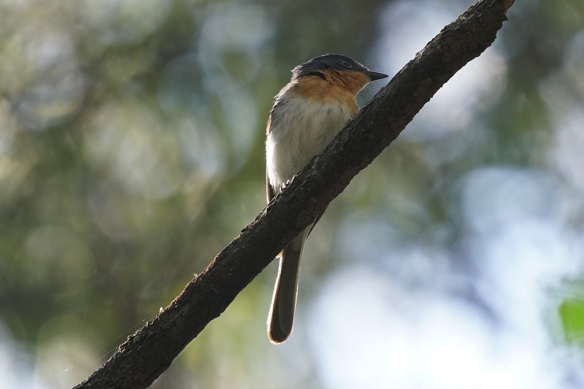 Satin Flycatcher - ML192736611