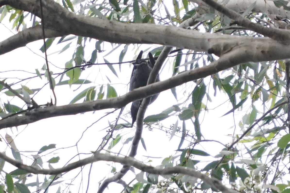 Sahul Cicadabird - ML192736621