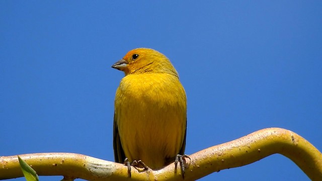 Saffron Finch - ML192736701