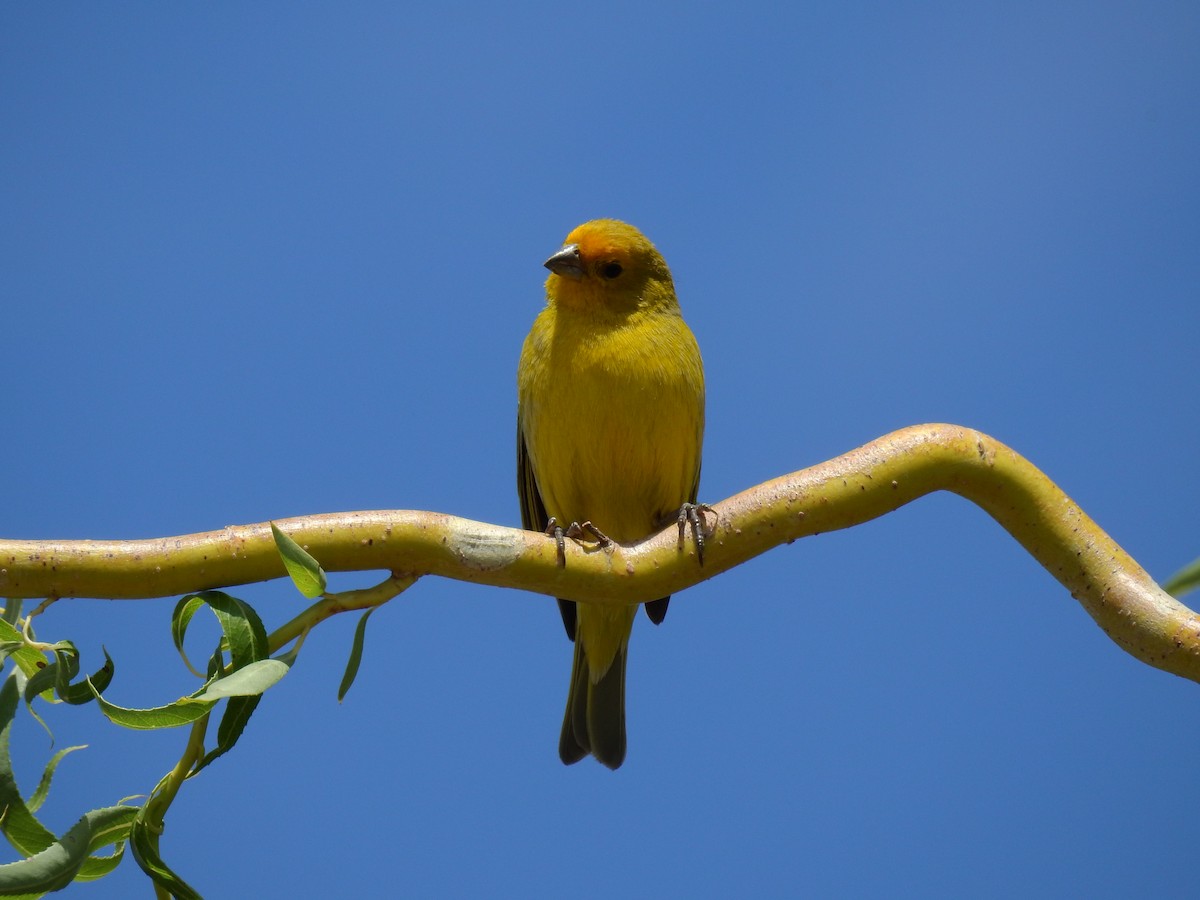 Saffron Finch - ML192736971