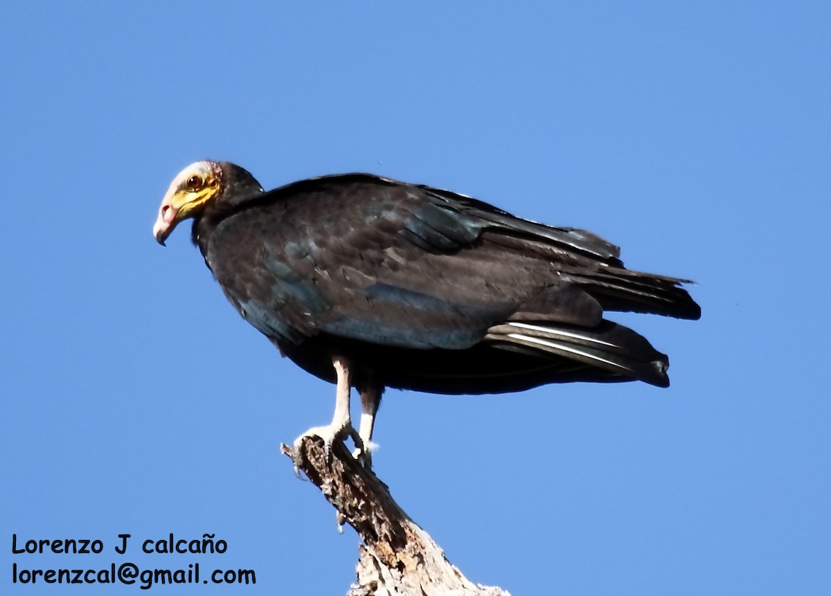 Greater Yellow-headed Vulture - Lorenzo Calcaño