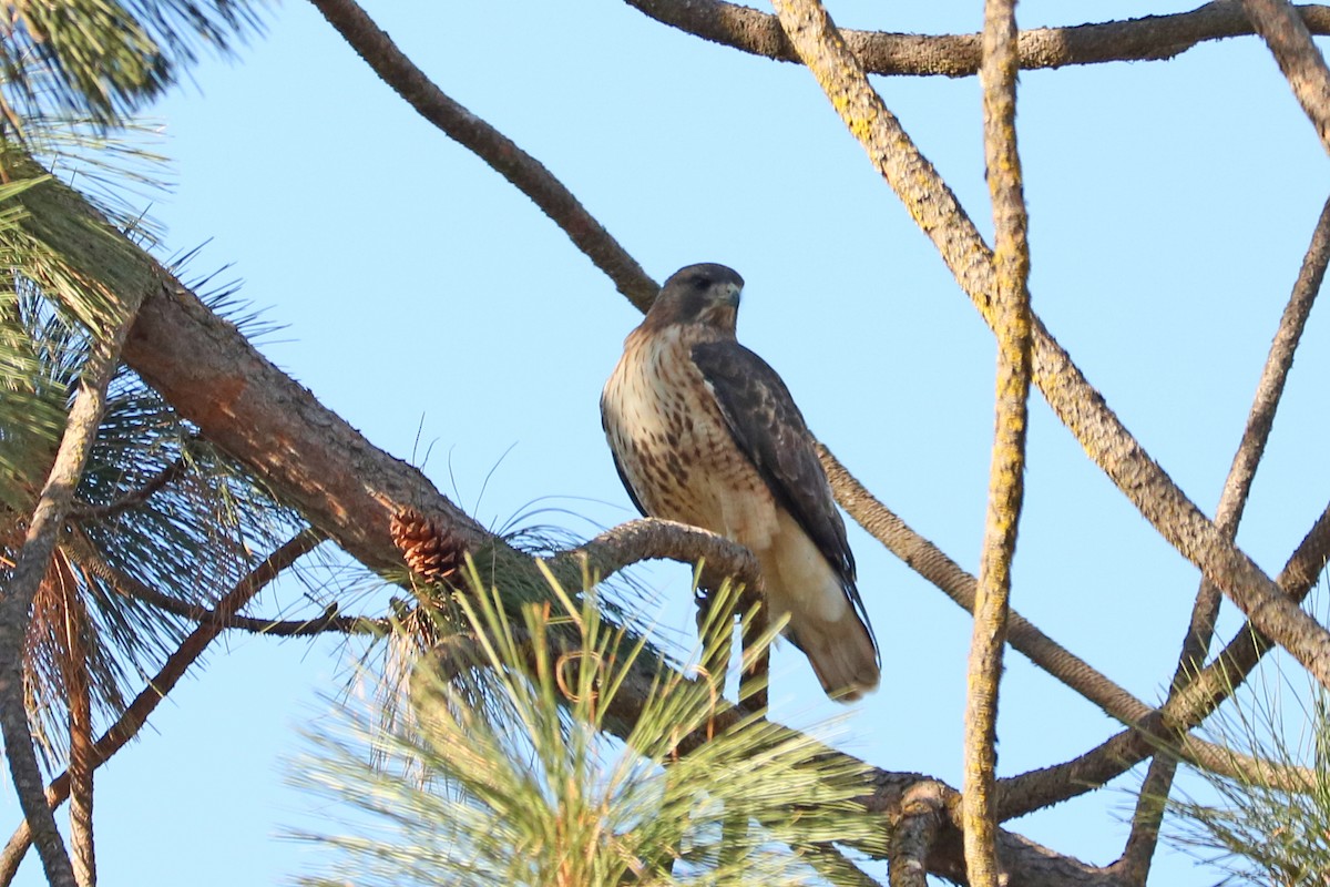 Red-tailed Hawk - ML192738311