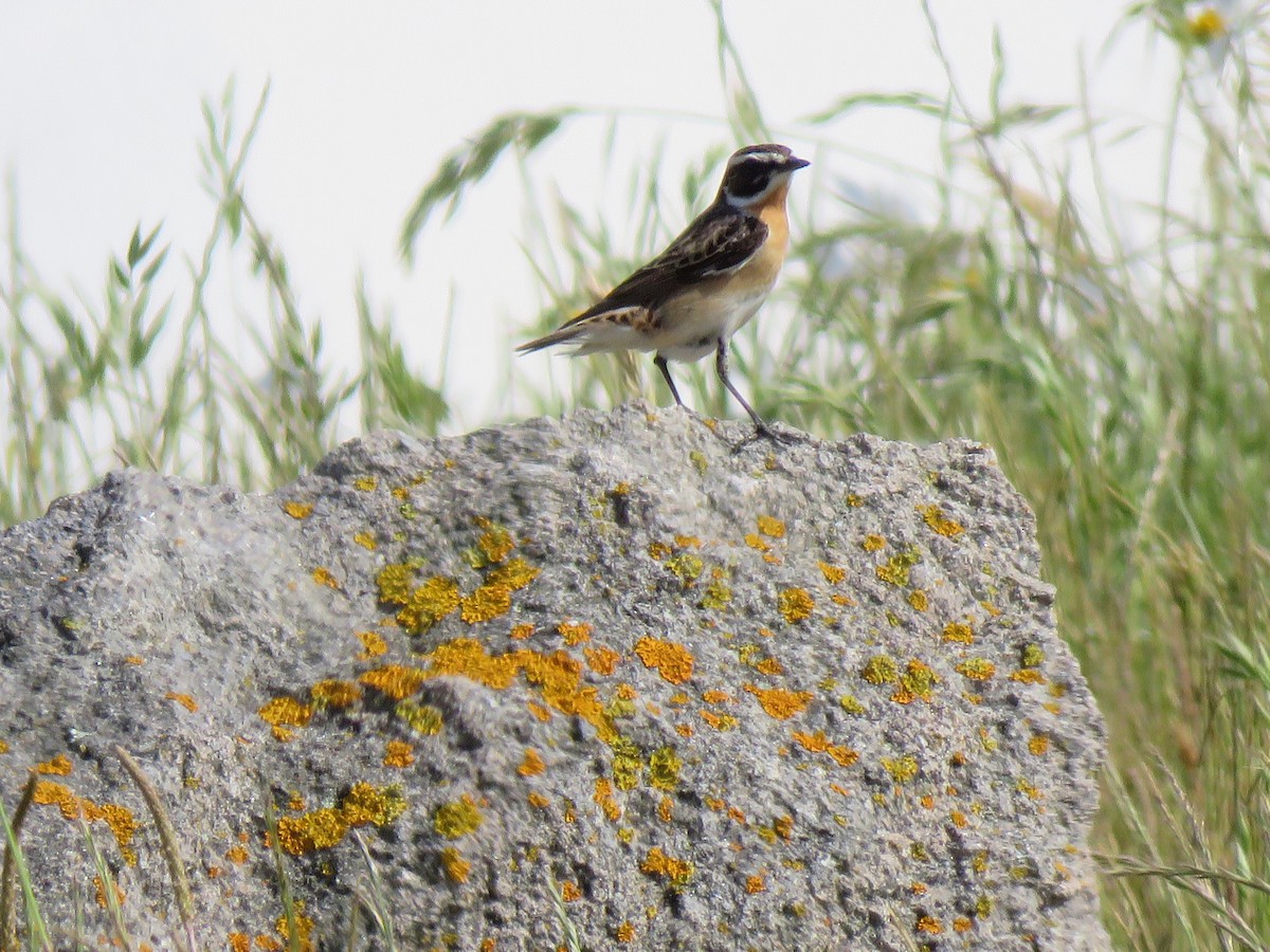 Whinchat - Beniamino Tuliozi