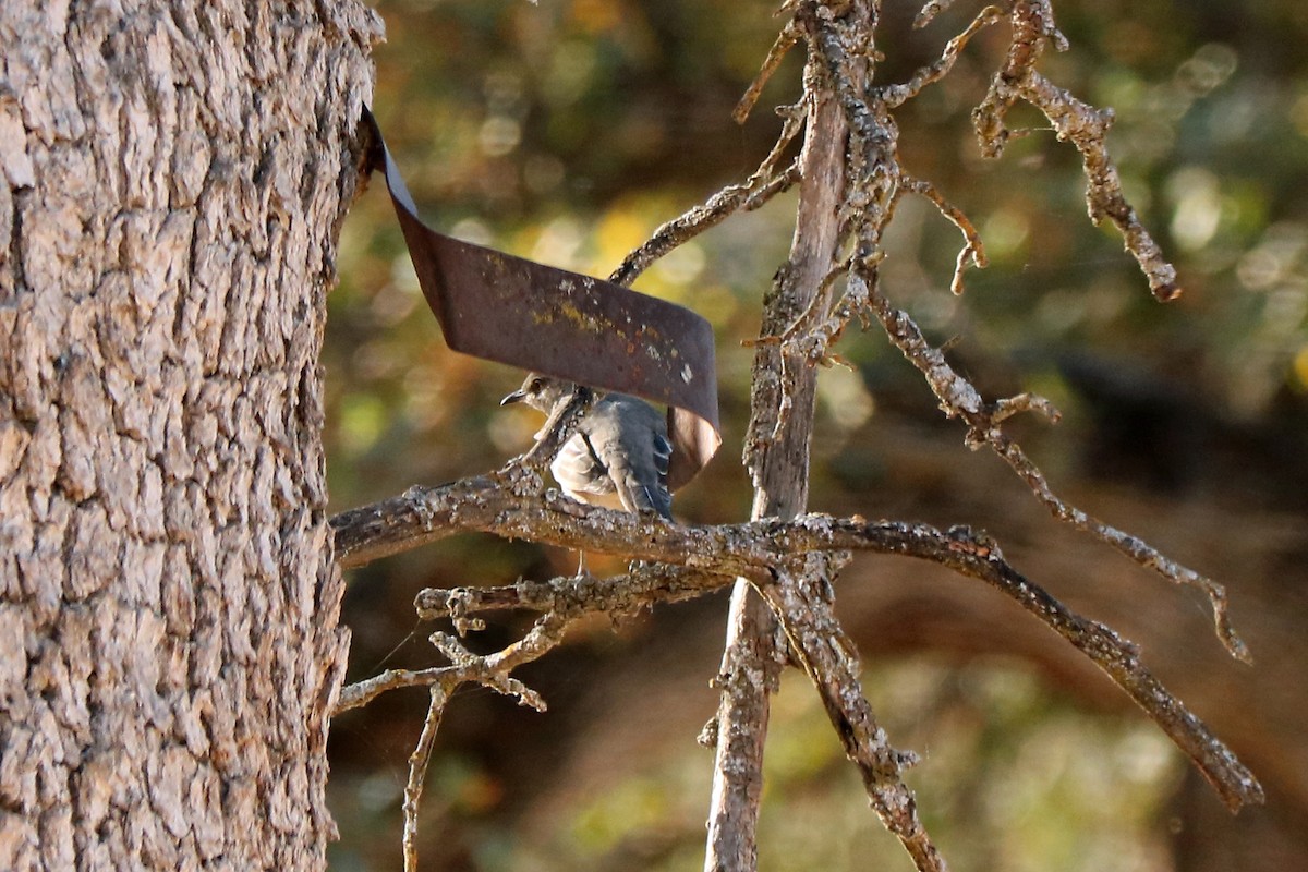 Northern Mockingbird - ML192739641